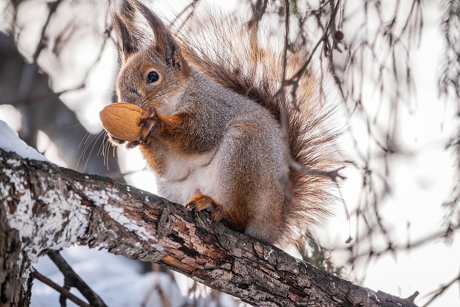 Tips on How to Keep Squirrels Off Your Roof